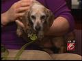 News video: First Avenue Furry Friend - Pet of the Week